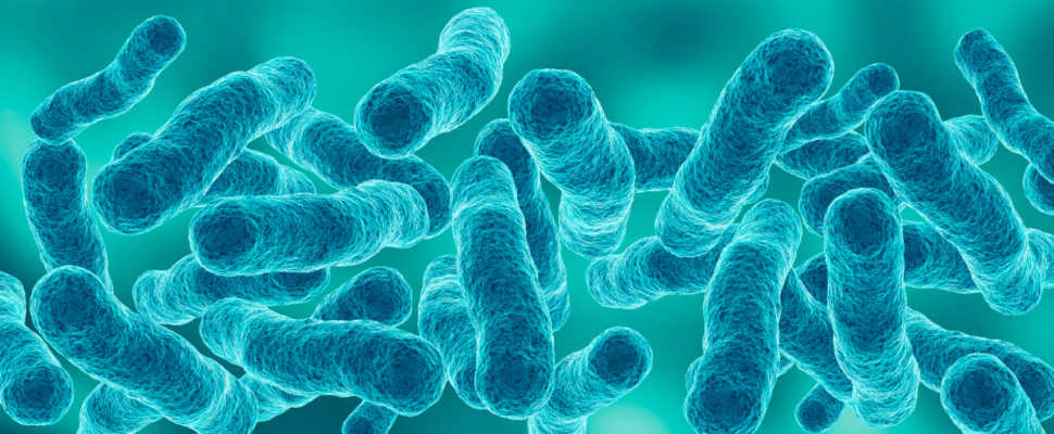 Microscopic view of legionella